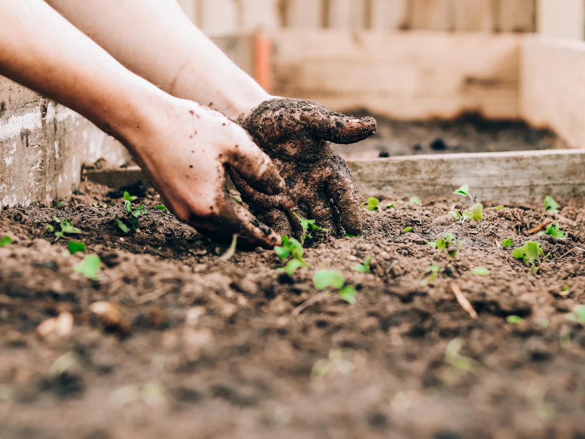 Hands working soil around young plants in a garden bed.
